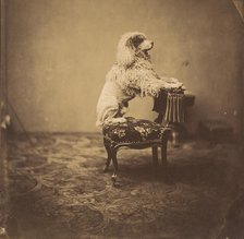 [Empress Eugénie's Poodle], 1850s. Creator: André-Adolphe-Eugène Disdéri.