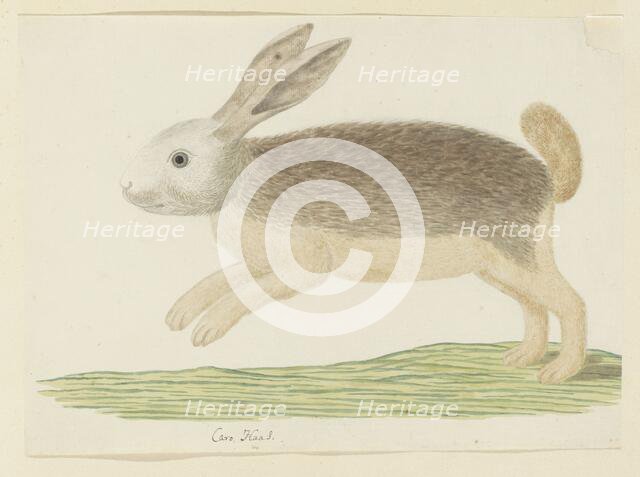 Pronolagus sp. (Karoo hare), 1777-1786. Creator: Robert Jacob Gordon.