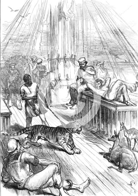 Return of the Prince of Wales from India: Life on Board the Serapis - Tiger and Cheetals...1876. Creator: L.B..