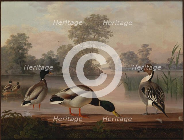 Ducks, 1853. Creator: Magnus von Wright.