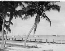 Biscayne Bay, Miami, Fla., c.between 1910 and 1920. Creator: William H. Jackson.