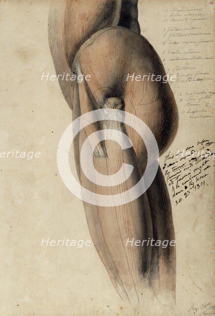 Anatomical drawing of the left side of the torso and upper leg, 30 June, 1805. Creator: Benjamin Robert Haydon.