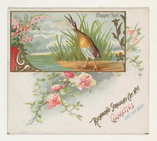 Clapper Rail, from the Game Birds series (N40) for Allen & Ginter Cigarettes, 1888-90. Creator: Allen & Ginter.