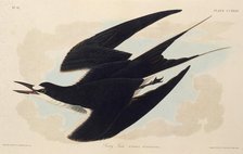 The sooty tern. From "The Birds of America", 1827-1838. Creator: Audubon, John James (1785-1851).