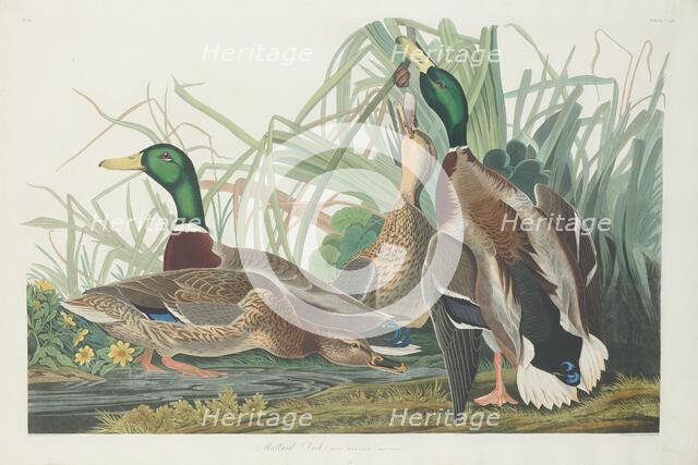 Mallard Duck, 1834. Creator: Robert Havell.