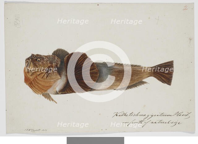 Kathetostoma Giganteum Haast one fourth of natural size, 1872. Creator: James Francis McCardell.