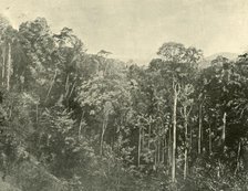 'Tropical Scrubs, Blackall Range, Queensland', 1901. Creator: Unknown.
