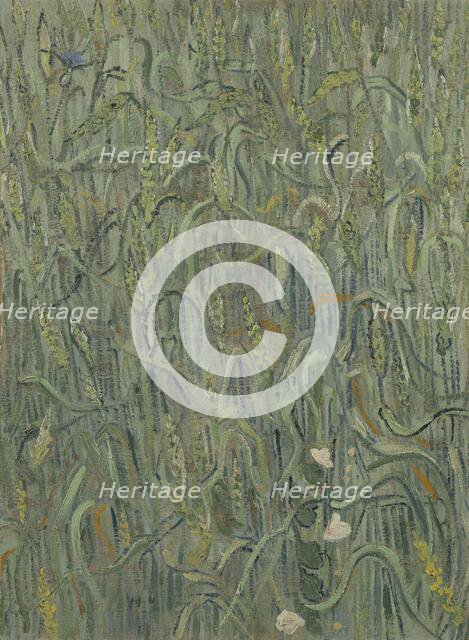 Ears of Wheat, 1890. Creator: Gogh, Vincent, van (1853-1890).