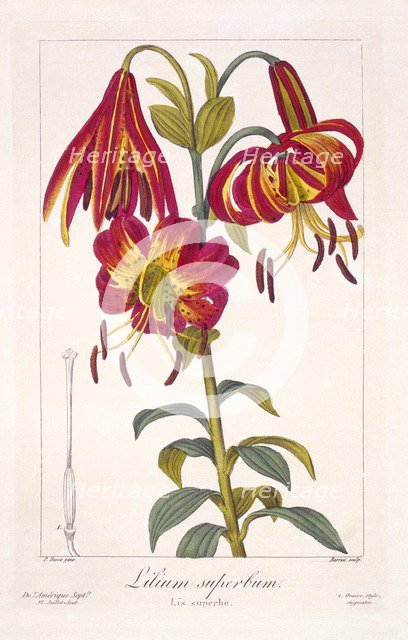 American Turkscap Lily, pub. 1836. Creator: Panacre Bessa (1772-1846).