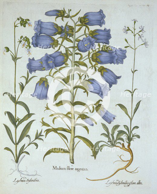 Canterbury Bells, White Bladder Campion, Nottingham Catchfly, from 'Hortus Eystettensis', by Basil B