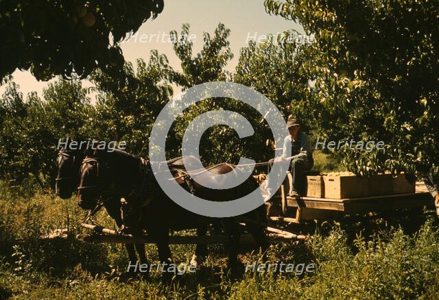 Hauling crates of peaches from the orchard to the shipping shed, Delta County, Colo., 1940. Creator: Russell Lee.