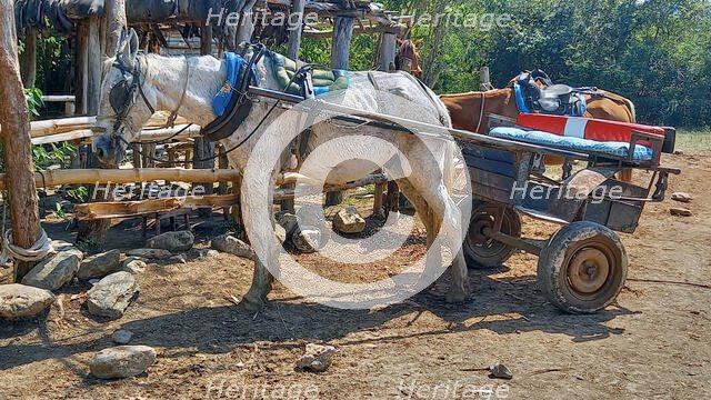 A typical horse and cart used for transport in the woods of the outskirts of Trinidad, Cuba, 2024. Creator: Ethel Davies.