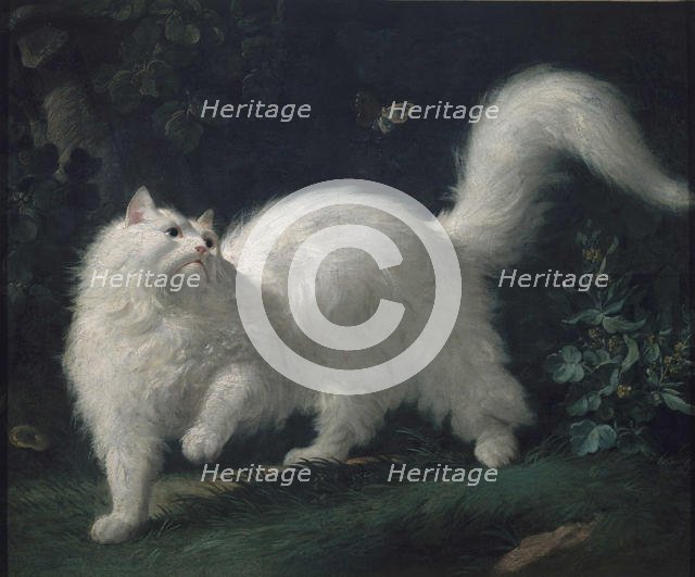 Angora cat chasing a butterfly, ca 1760. Creator: Bachelier, Jean-Jacques (1724-1806).
