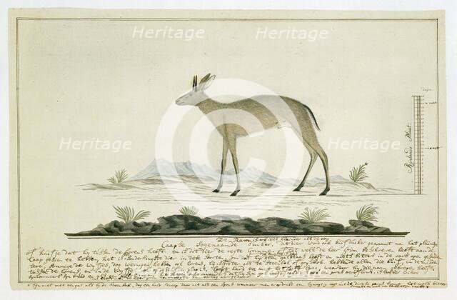 Sylvicapra grimmia (Common Duiker), 1777-1786. Creator: Robert Jacob Gordon.