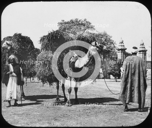 Camels carrying fodder, Egypt, c1890.  Artist: Newton & Co