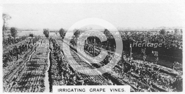 Irrigating grape vines, Australia, 1928. Artist: Unknown
