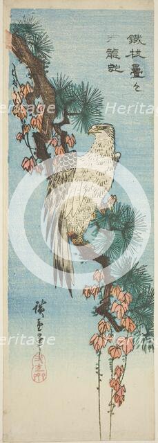 Falcon on ivy-covered pine branch, 1830s. Creator: Ando Hiroshige.