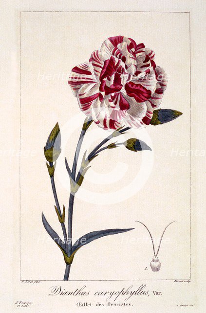 Dianthhus caryophyllus,  pub. 1836. Creator: Panacre Bessa (1772-1846).