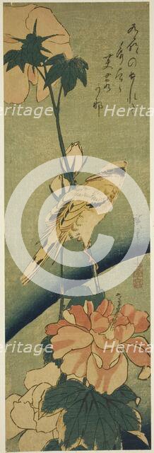 Blacked-naped oriole on hibiscus, mid-1830s. Creator: Ando Hiroshige.