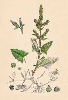 'Atriplex deltoidea. Triangular-leaved Orache', 19th Century. Artist: Unknown.