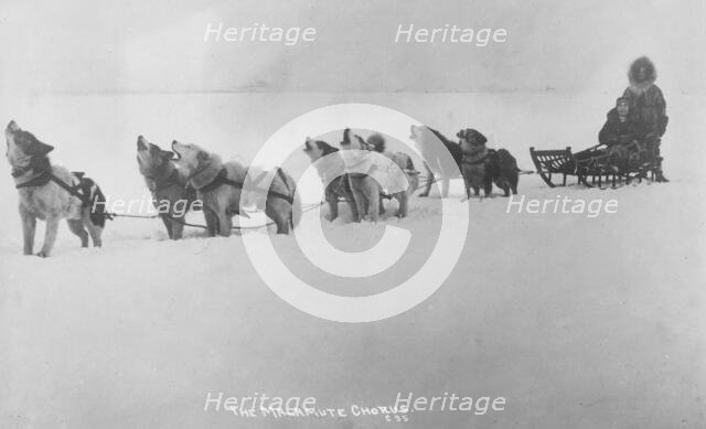 Dog sled team barking , 1920. Creator: Unknown.