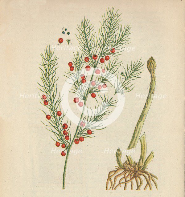 'Asparagus', 1947. Artist: Elizabeth Blackwell.