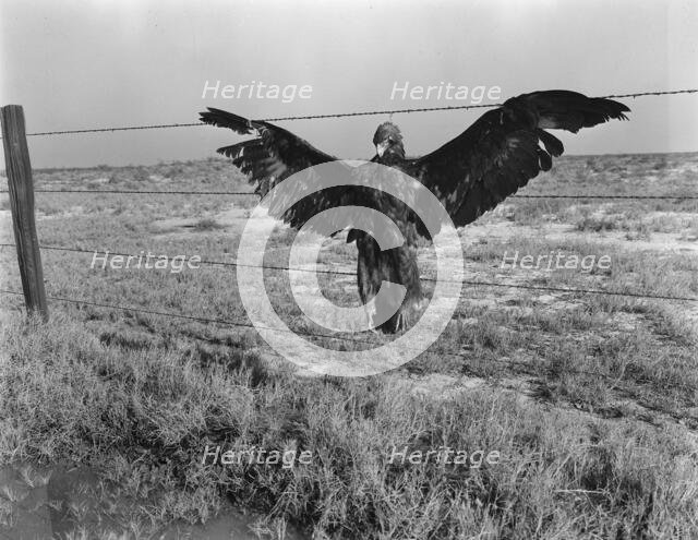 A very blue eagle, along California highway, 1936. Creator: Dorothea Lange.