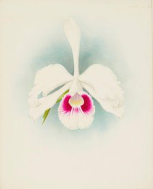 Orchid: Laelia purpurala, 1907. Creator: Frederick William Bolas.