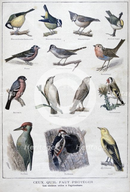 Useful birds in agriculture, 1896. Artist: A Clement
