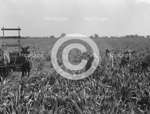 Harvesting milo maize, Tulare County, California, 1938. Creator: Dorothea Lange.