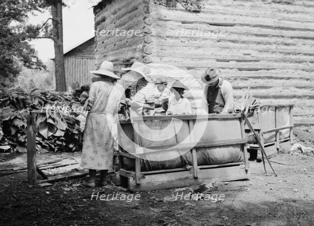 Families stringing tobacco brought in..., Granville County, North Carolina, 1939. Creator: Dorothea Lange.