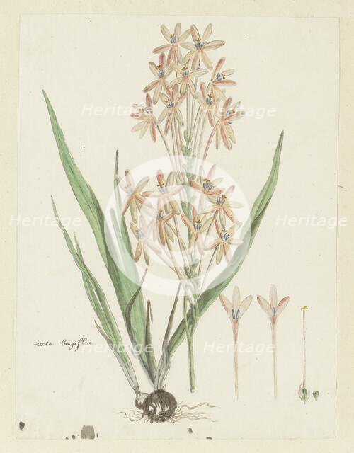 Ixia paniculata D.Delaroche, 1777-1786. Creator: Robert Jacob Gordon.