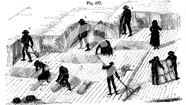 Crop rotation: harvesting corn, 1855. Artist: Unknown