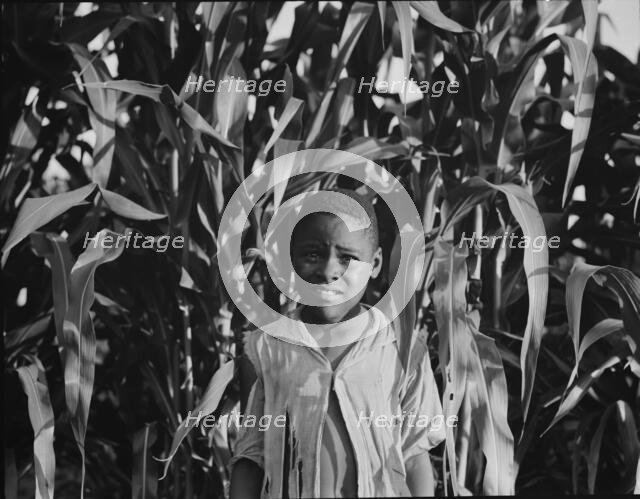 Young Negro boy in the corn, near Leland, Mississippi, 1937. Creator: Dorothea Lange.