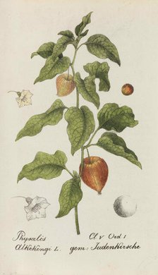 Sammlung von Schweizer Pflanzen , 1825-1846. Creator: Hegetschweiler, Johannes Jacob (1789-1839).