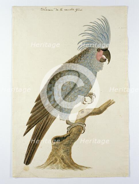 Palm cockatoo, in or after c.1780. Creators: Robert Jacob Gordon, Johannes Schumacher.