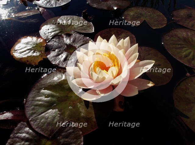 San Juan Capistrano. Creator: Tom Artin.