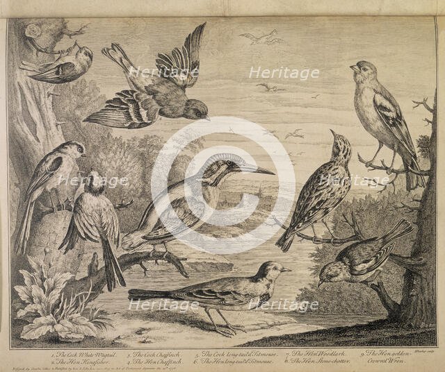 Various types of bird, 1726. Creator: Henry Fletcher.