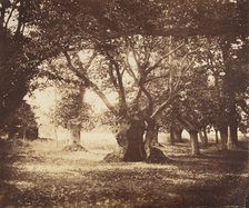 Hollow Oak Tree, Fontainebleau, 1855-57. Creator: Gustave Le Gray.