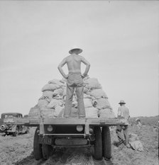 Potato truck in the field near Shafter, California, 1937. Creator: Dorothea Lange.