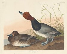 Red-Headed Duck, 1836. Creator: Robert Havell.