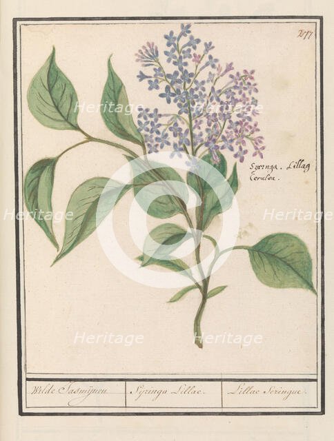 Lilac (Syringa vulgaris), 1596-1610. Creators: Anselmus de Boodt, Elias Verhulst.