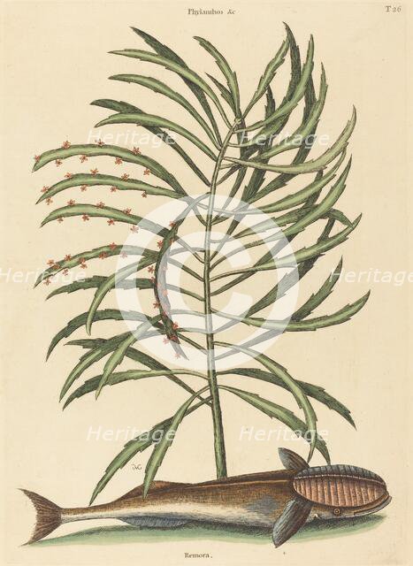 The Sucking Fish (Echeneis naucratis), published 1731-1743. Creator: Mark Catesby.