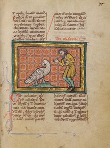 A Caladrius Bird; Bestiary, about 1270. Creator: Unknown.