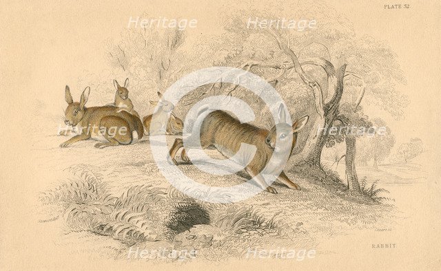 Rabbit (Oryctolagus cuniculus), 1828. Artist: Unknown