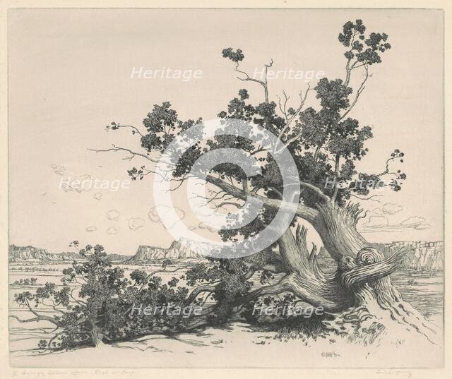 Desert Cedars, New Mexico, 1920. Creator: George Elbert Burr.