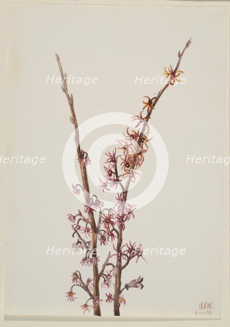 Untitled--Plant Study, 1939. Creator: Mary Vaux Walcott.