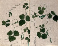 A climbing leguminous plant: leafy stem with pods. Creator: Unknown.