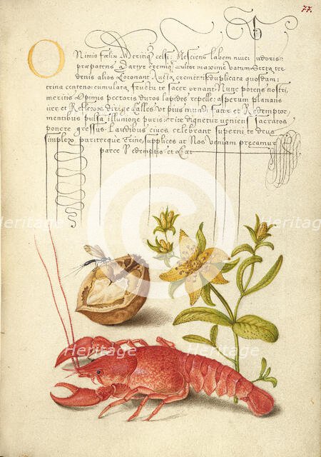 Insect, English Walnut, Saint John's Wort, and Crayfish, 1561-1562; illumination added 1591-1596. Creator: Joris Hoefnagel.