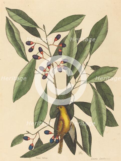 The Yellow Titmouse (Motacilla trochilus), published 1754. Creator: Mark Catesby.